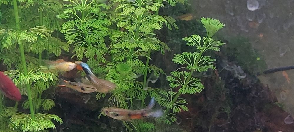 Vendo peixes de criação própria