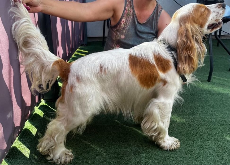 Cocker Spaniel Angielski