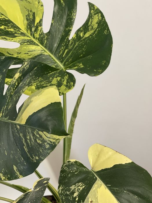 Planta Monstera aurea