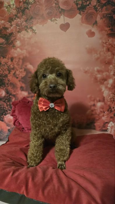 Pudel  miniaturai wychowywany z sercem