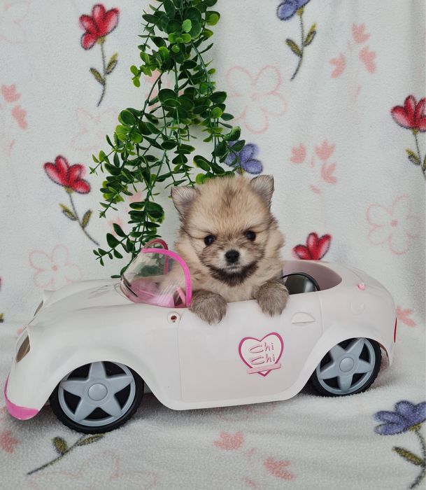 Estupendo mini mini 460g Lulu da Pomerânia/Spitz Alemão Anão de Qualidade