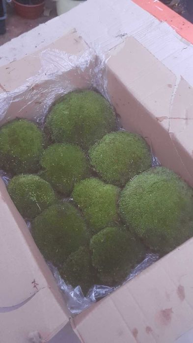 Свіжий лісовий кочковий  мох для декоративних робіт та для ландшафту