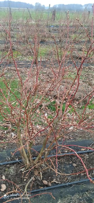 Borówka amerykańska