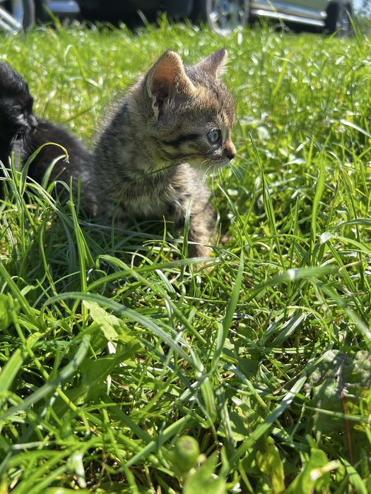 Котенята  від хорошої  кішки