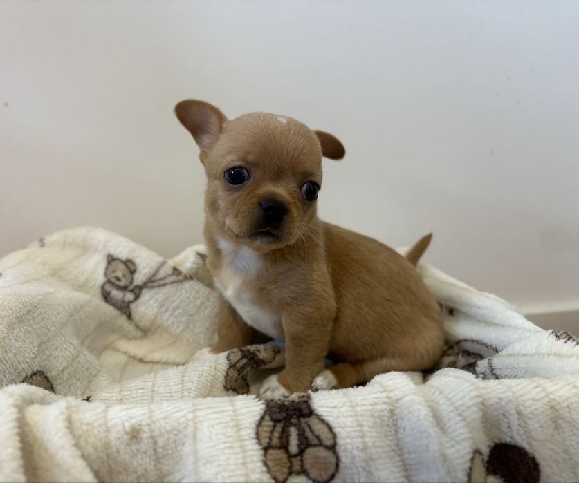 Chihuahua samiec FCI ZKWP