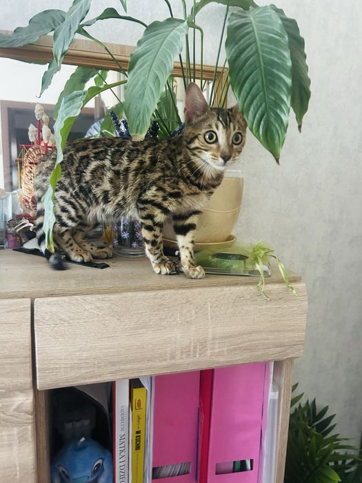 Piękności kotka bengalska z idealnym charakterem. Legalna hodowla