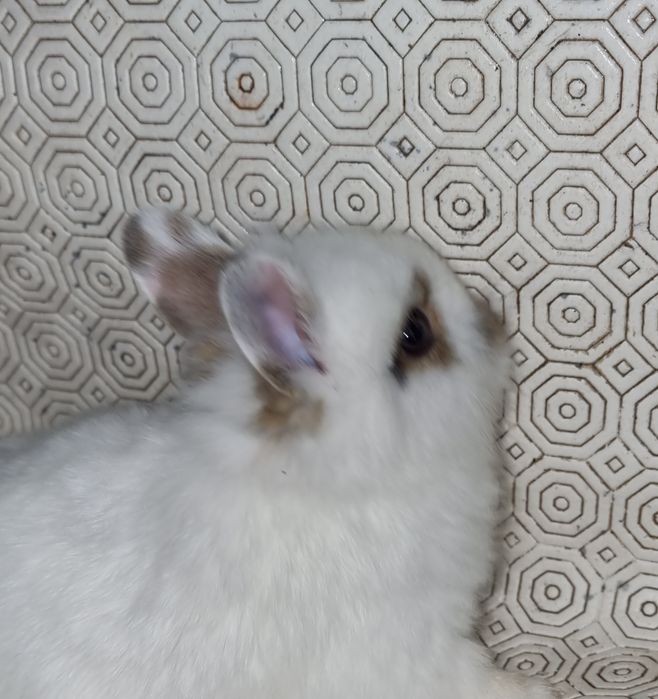 Coelhos anões de raça pura vacinados