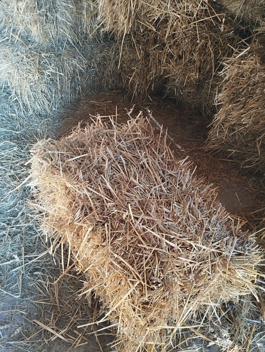 Słoma w kostach pszenna