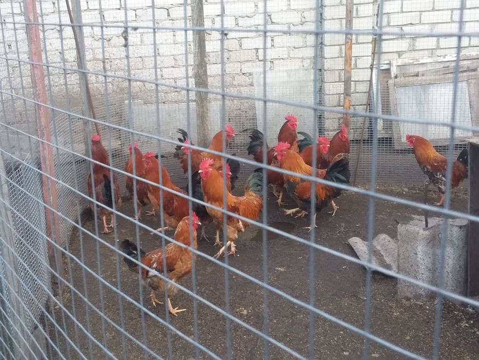 Продам инкубационное домашнее куриное яйцо