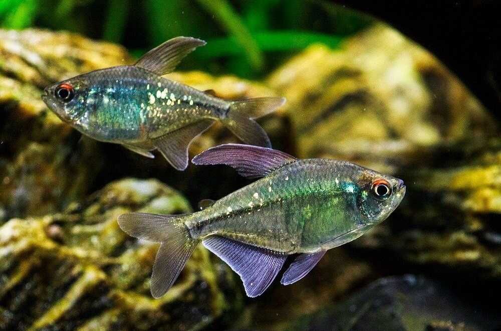 GB Bystrzyk, Błyszczyk Brylantowy - dowóz ryb!