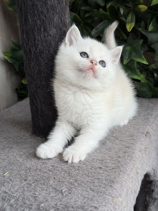 Macho british shorhair