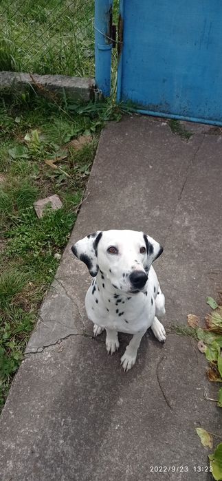 В'язка дівчинка далматин