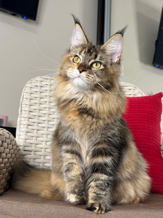 Charlotte-kotka Maine Coon