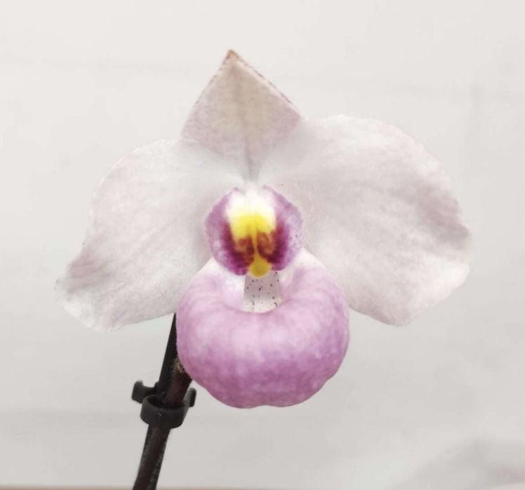Orquideas variadas