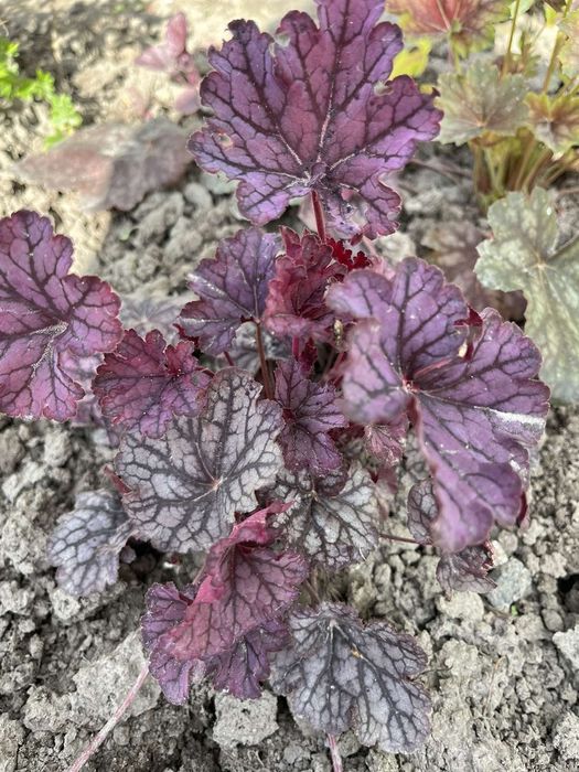 Гейхери .Гейхера