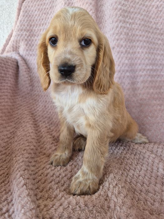 Cocker spaniel suczka 4
