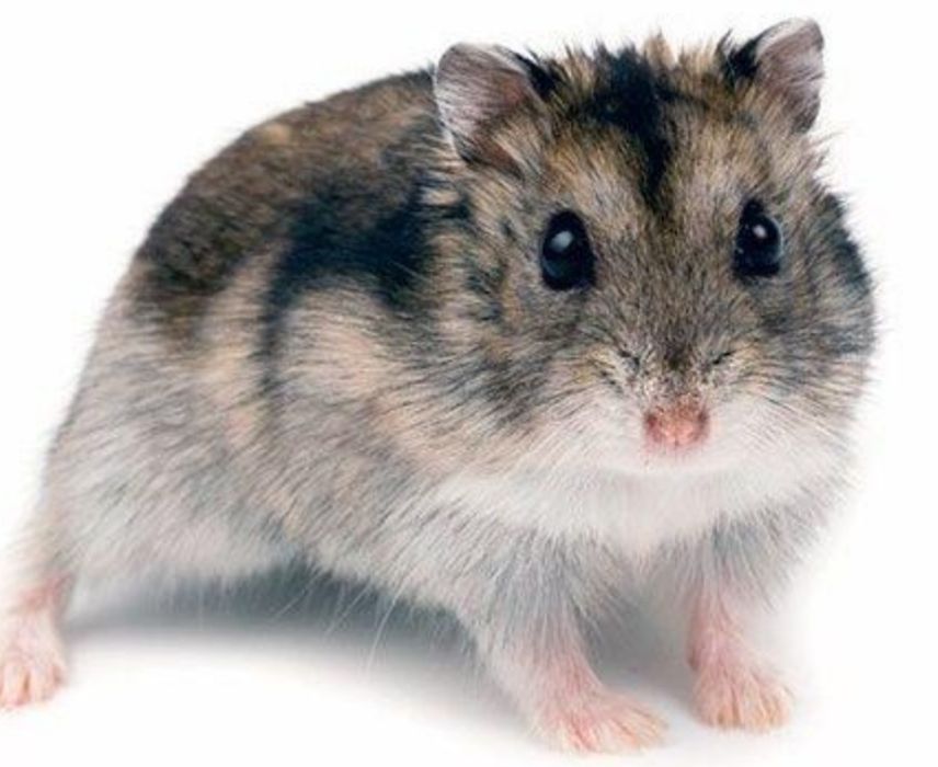 Продам хом'яка не кусається