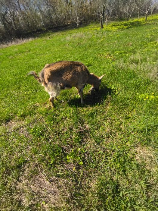 Продається коза дійна безрога