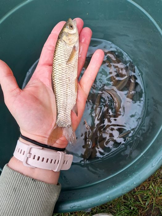Amur kroczek narybek 15-20cm lin, karp