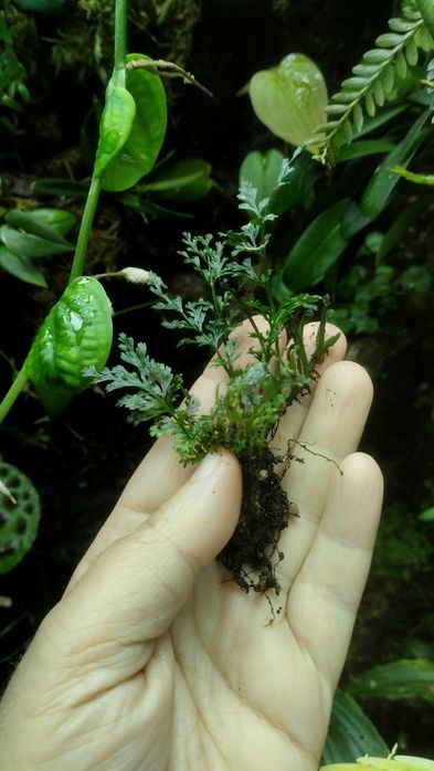 Мініатюрна папороть Bolbitis sp Thailand