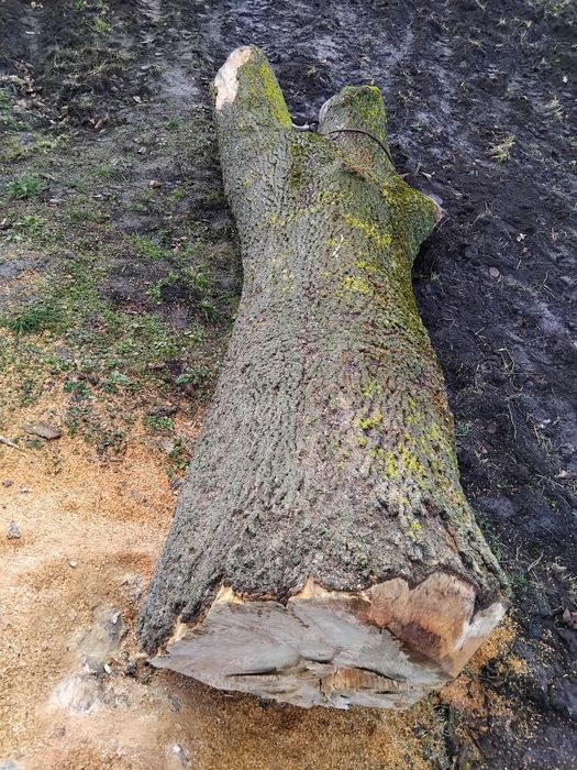 Продам стовбур ясена.