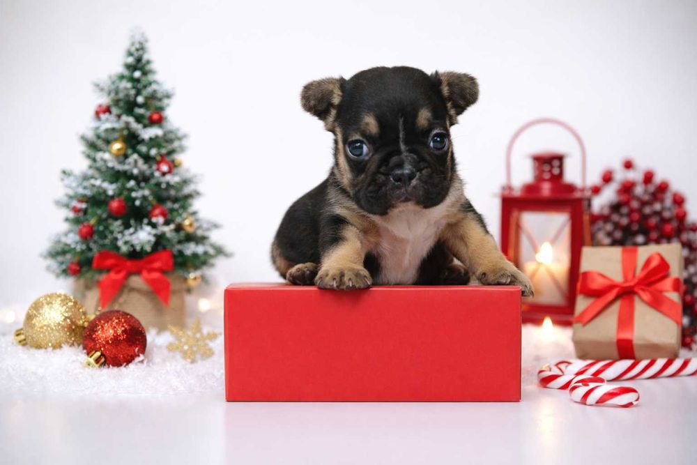 Французький бульдог щенята чорного з підпалами забарвлення