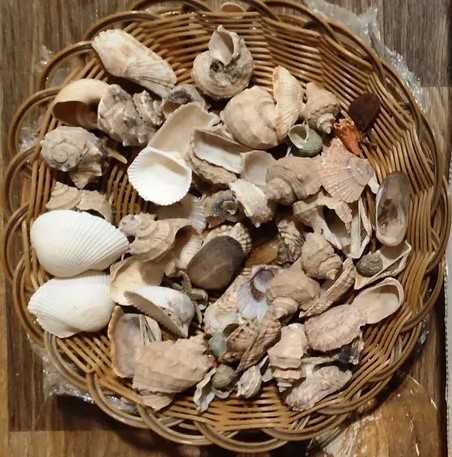 Морський ракушняк,  ракушки, мушлі, гребінці