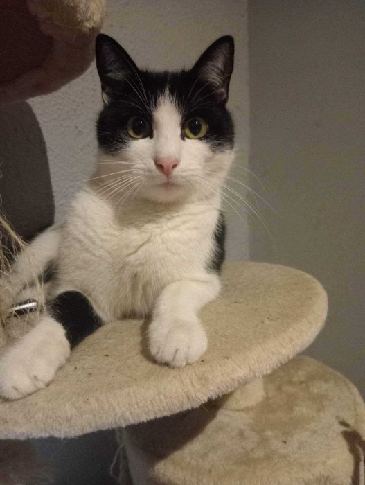 Zginęła kotka w Legnicy w okolicach Podchorążych