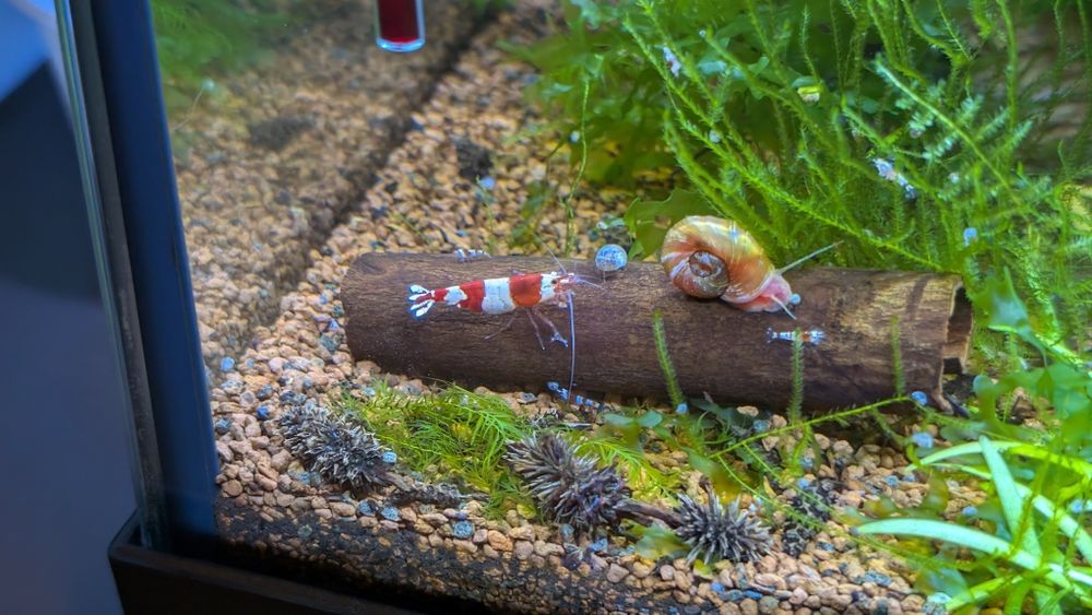 Camarões ornamentais Caridina Cantonensis Crystal Red Shrimp