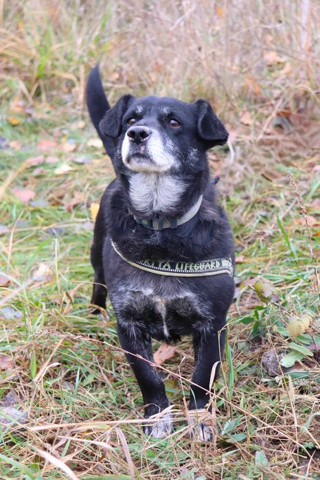 Kluseczek szuka domku