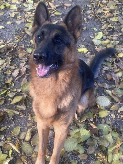 Красивый, спортивный кобель ищет невесту