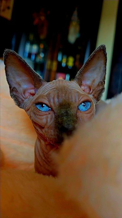 Koteczka sfinks przepiękne oczy .lot sphynx