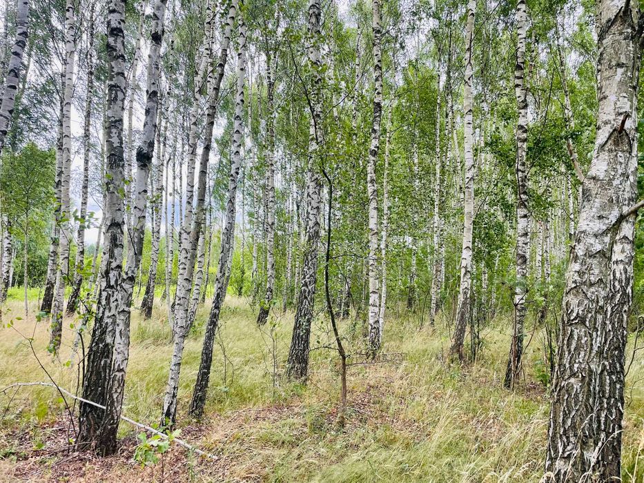 Okazja miejsce odosobnienia działka rolną 1,70ha zostań rolnikiem - Widok 2