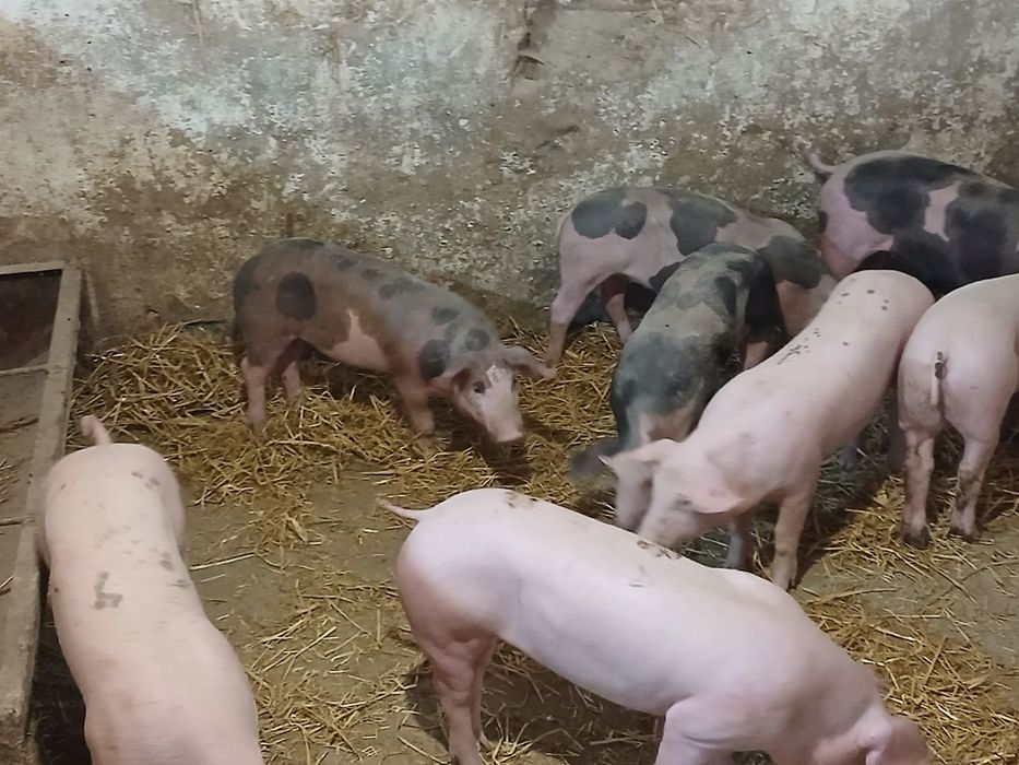 продам поросята м'ясного напрямку