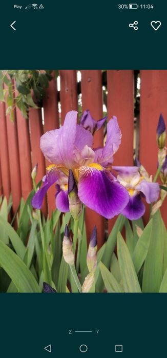 Irys bródkowy piękny wieloletni kwiat