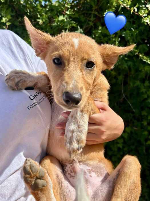 Cães bebés para adoção responsável