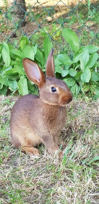 Zajeczaki Machoniowe i Czarne Podpalane