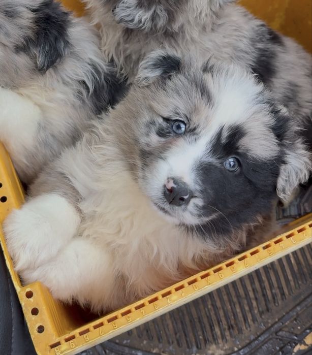 Border Collie azul merle