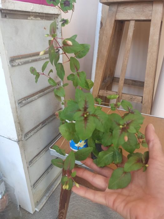 Молочай. Гибискус. Фуксия. Кактус