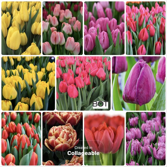 Продам цибулини тюльпанів ДО вигонки розмір 12+