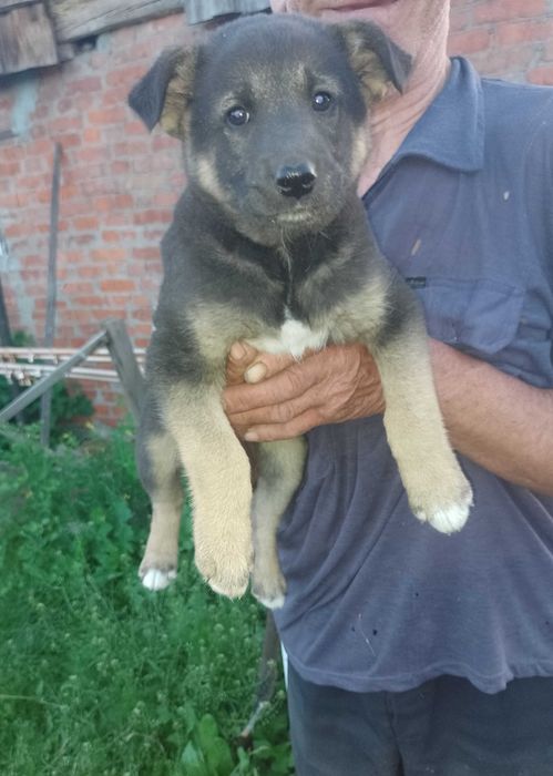 Віддам песика в хороші руки