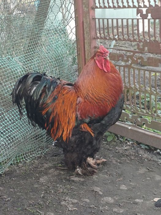 Kogut kochin olbrxymi