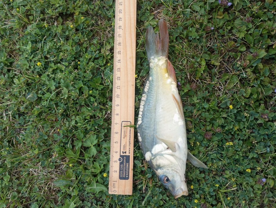 Karp karaś kroczek narybek karpia