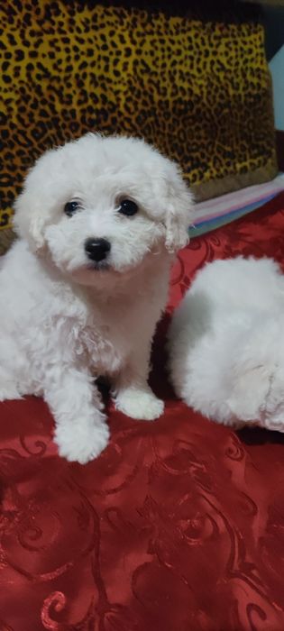 Бішон фрізе міні