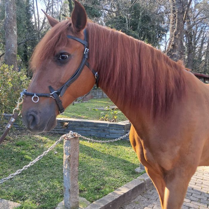 Cavalo Puro Sangue Lusitano