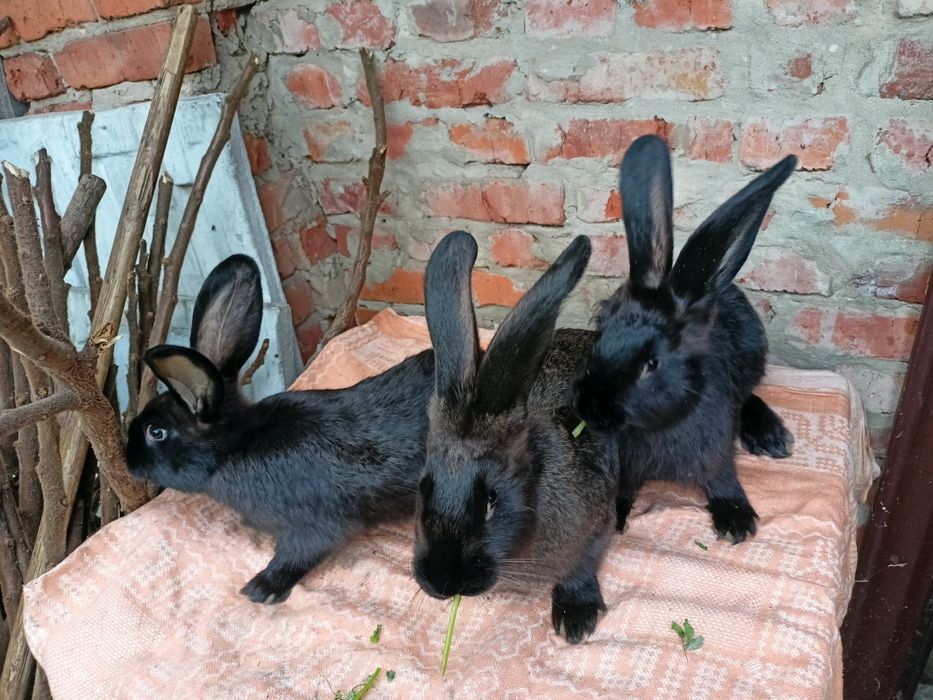 Кролики самці і самки по 3,5 міс.