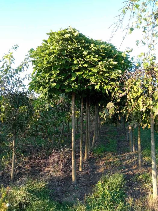 Drzewa alejowe wiśnia umbraculifera klon akacja buk katalpa brzoza