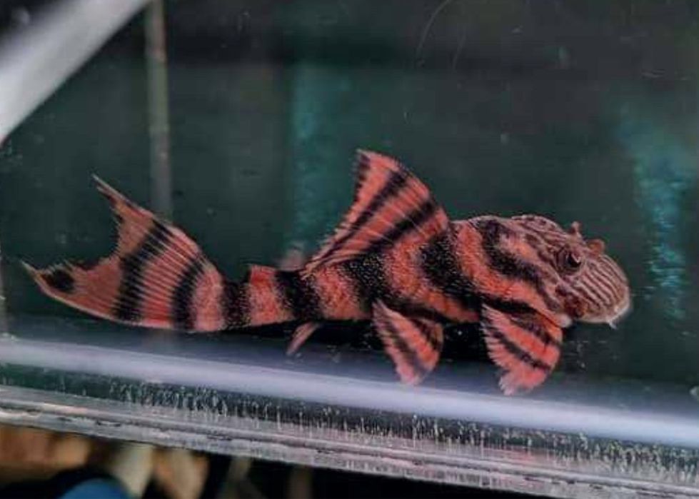 Zbrojnik glonojad L397