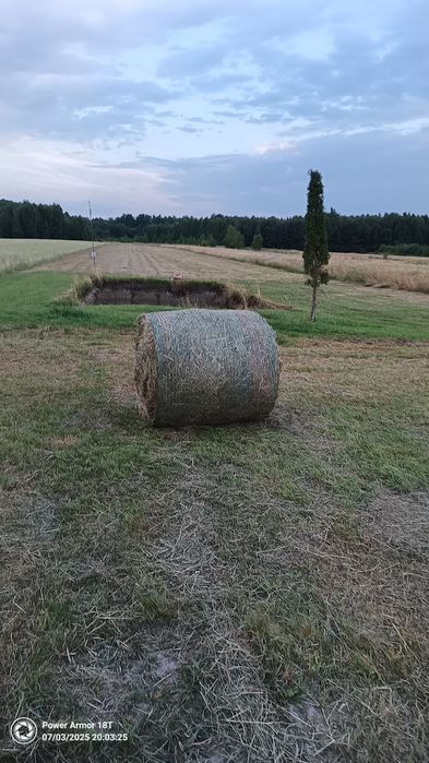 Bela siana świeżego