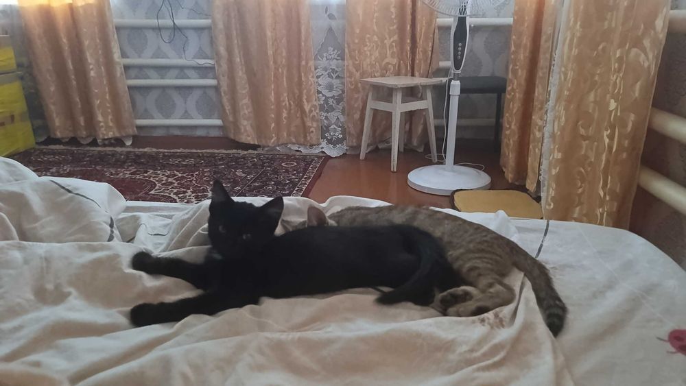 Отдаю даром хороших котят